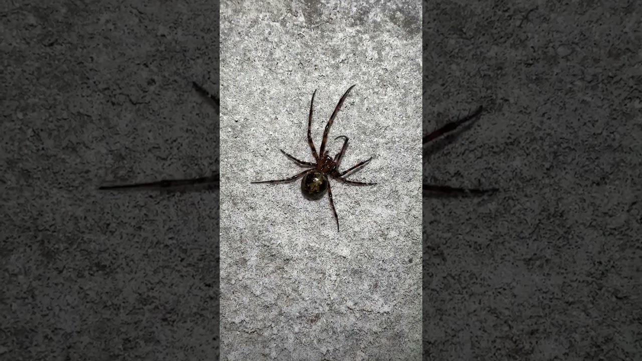 🕷️ Basement Spider 🕷️