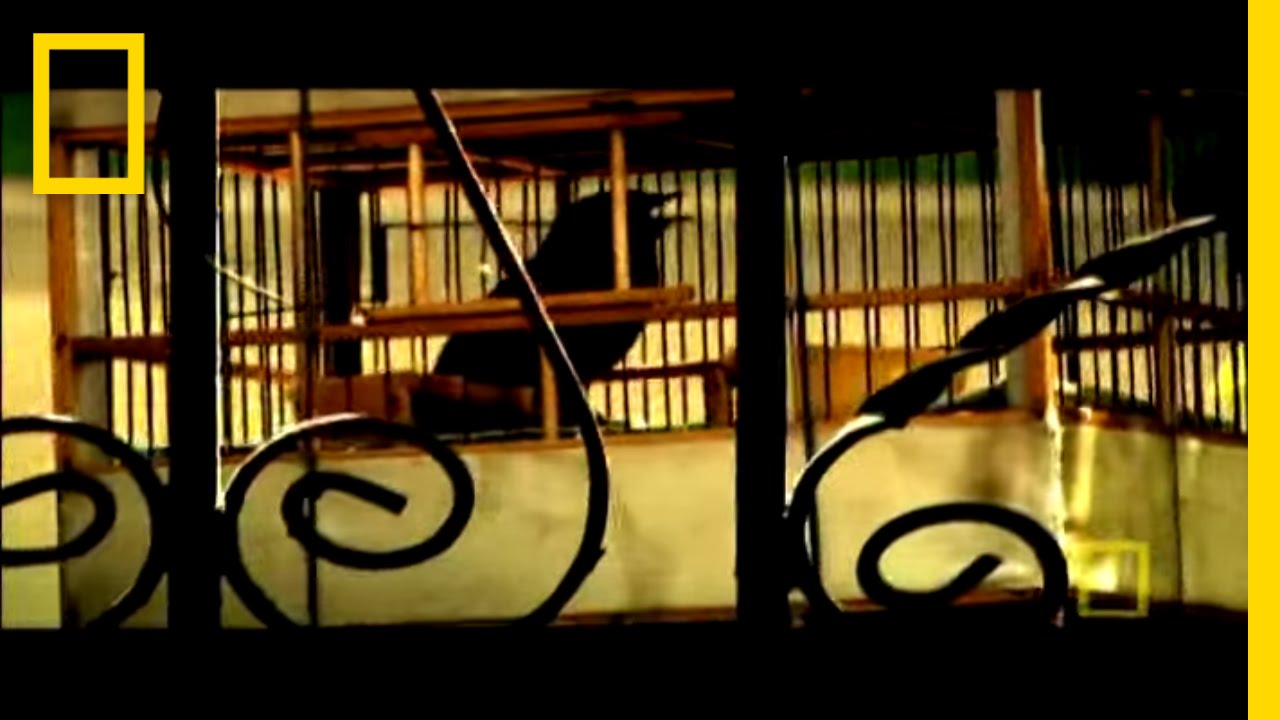 Locked Up in Venezuela Jail | National Geographic