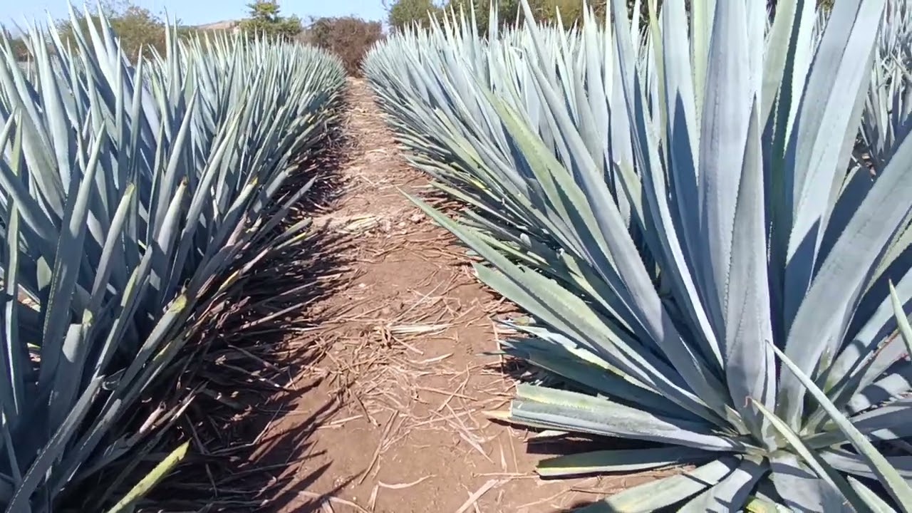 hablando del precio del agave ,2024.