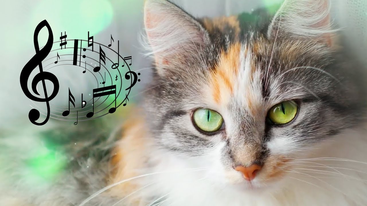 ♬ Long Music Video for Restless Cats - 528 Hz Deep Soothing Music for Cats