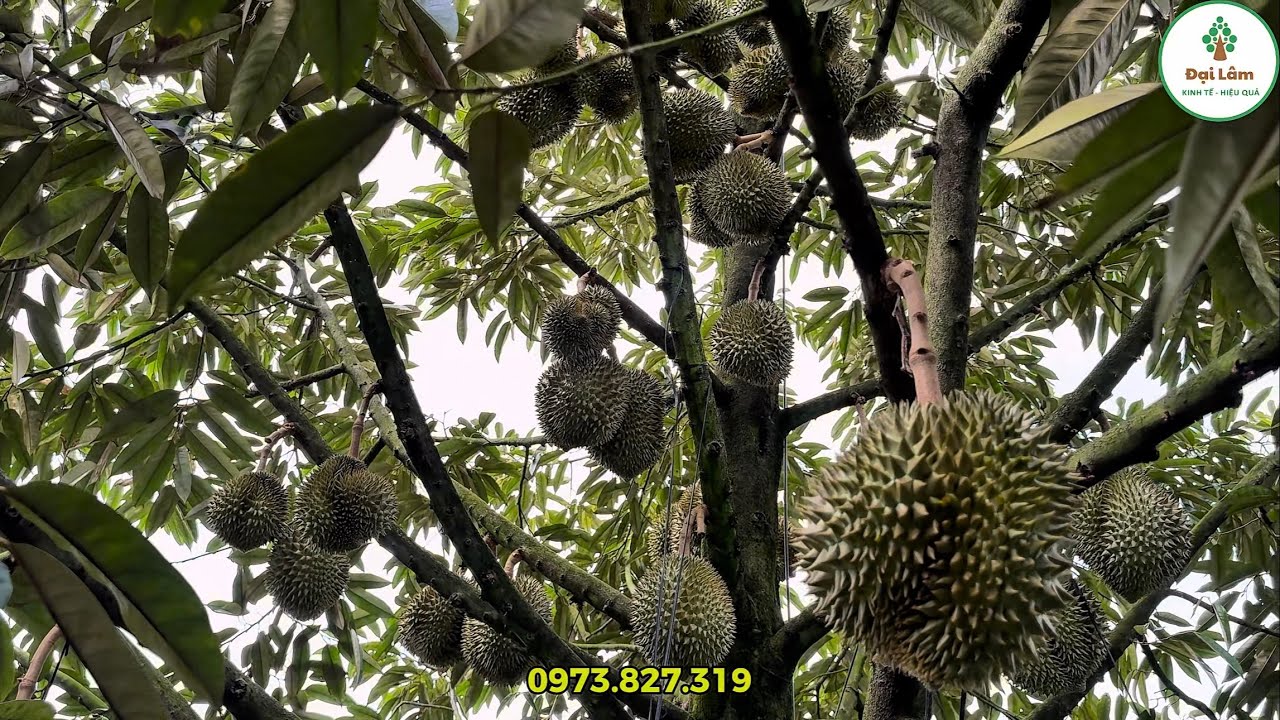 Nuôi trái sầu riêng mà rễ khỏe lá xanh