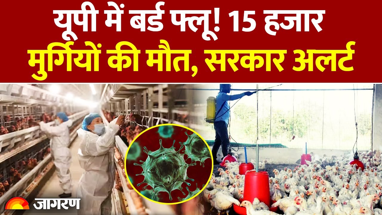 Bird Flu: UP में बर्ड फ्लू! 15 हजार मुर्गियों की मौत, सरकार अलर्ट। Delhi | Rampur। Breaking News