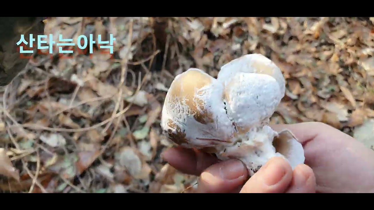 2026년 새해 첫 산행!!!산타는 아낙의 하루 !! 자연산 상황버섯과 느타리가 있던 산속!!^___^