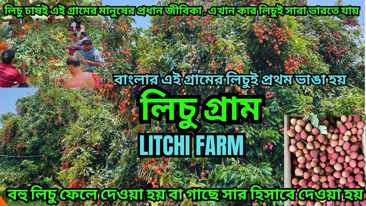 যত খুশি লিচু খান সব ফ্রি  || Lichi Farm Business || এই গ্রামের লিচু সারাভারত বিখ্যাত