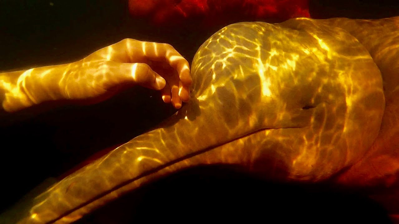 Swimming with pink river dolphins!
