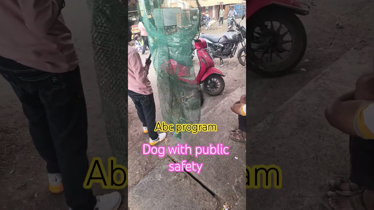 Dog with public safety 👍👍👍#dog #animal #rescue #animalrescue #streetdog viralshort