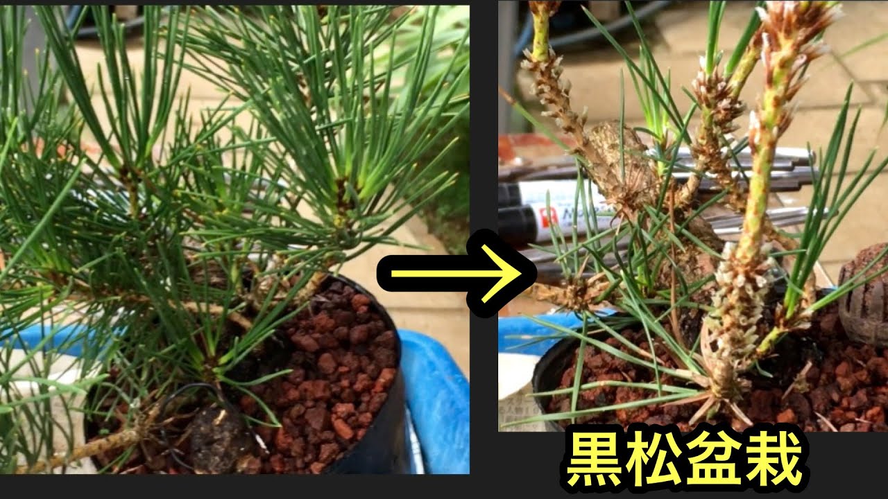 [Kuromatsu bonsai snoeien in het tweede jaar van gelaagdheid] Makkelijk te doen! !! Voorbereiden om