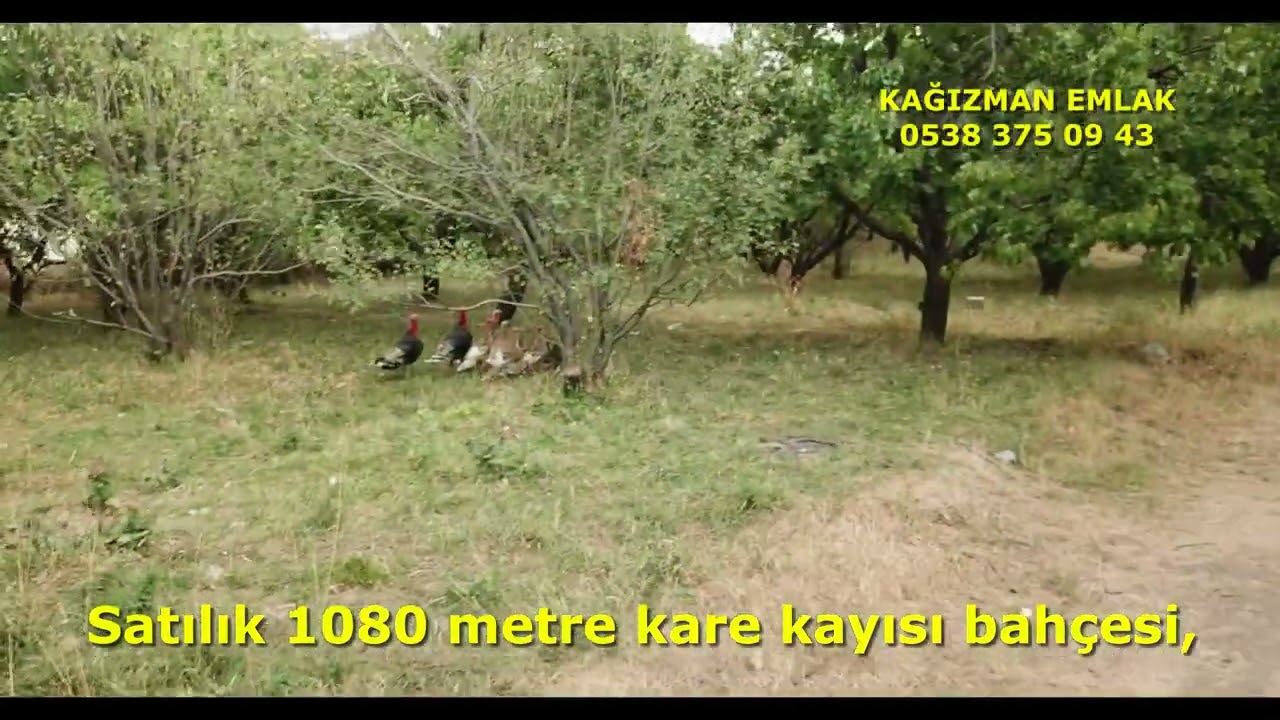 Kağızman'da satılık 1080 dönümlük kayısı bahçesi