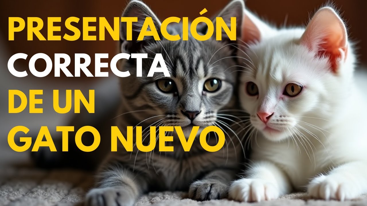 ¡Presenta a tu NUEVO Gato correctamente!