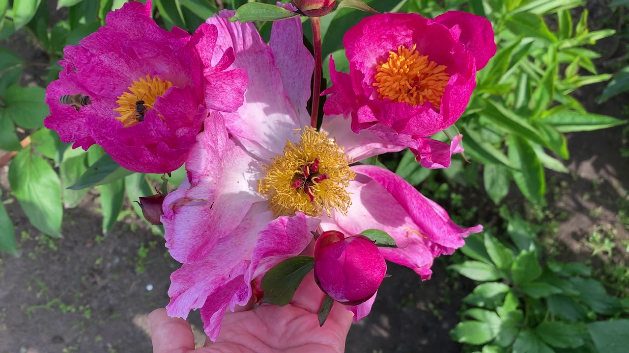 Peony 'Waltraude'(Miely 2001)channel YouTube : ПІВОНІЇ - ВСЕ ПРО НИХ