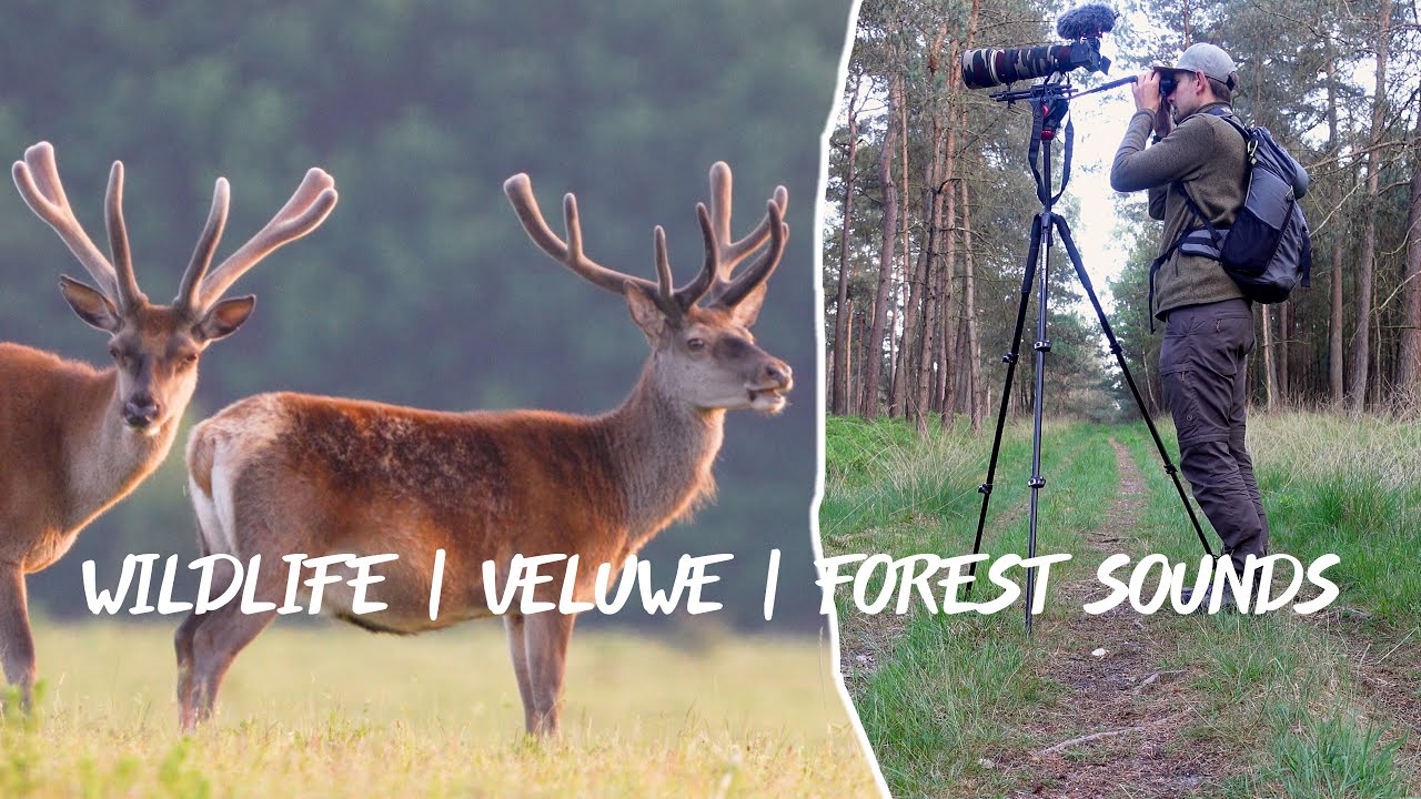 Wild & Ontspannen Bosgeluiden🌲🦌 | Wildlife & Relaxing forest sounds 🌲🦌 | 📌Veluwe - Nederland | 4K