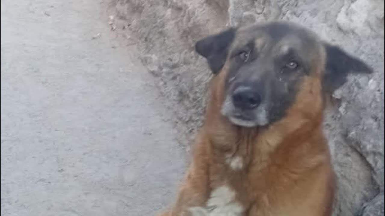 Me reporta Flor que Tordillo está bien y pico ajumado 