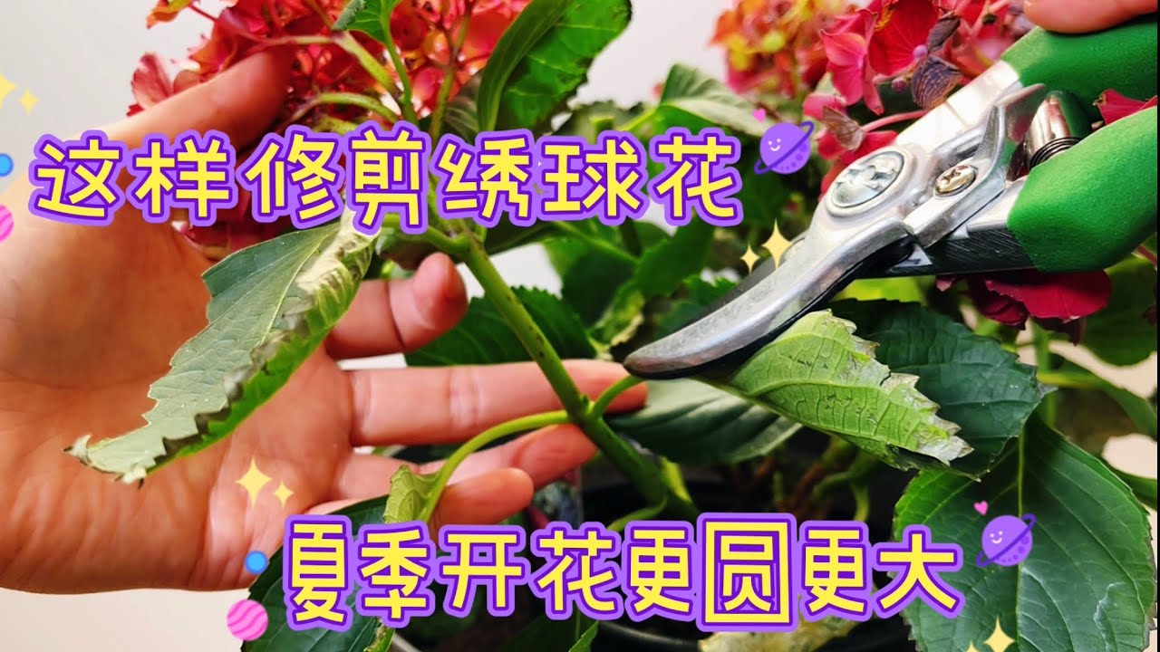 绣球花春季修剪。【莎拉养花】