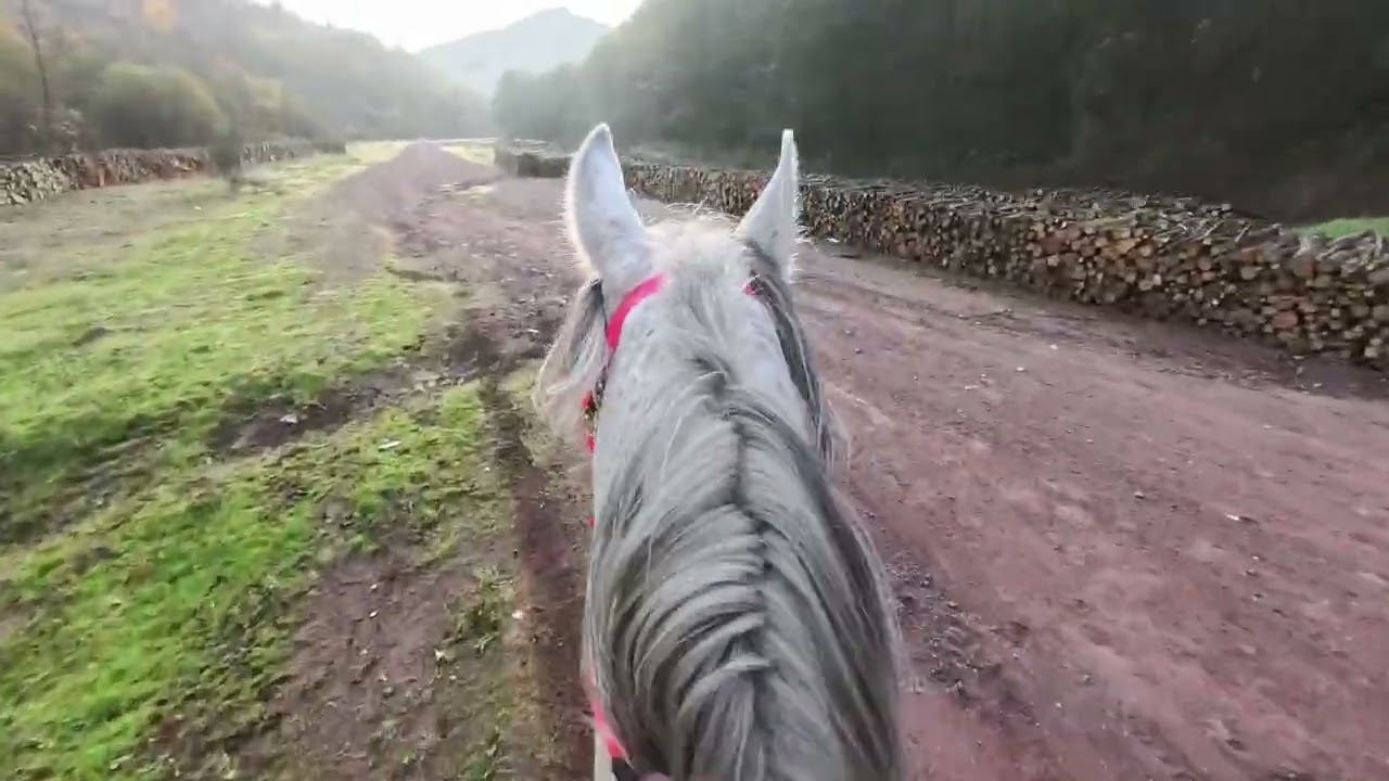 Autumn Ride with MBG: Galloping Through Golden Leaves While Dogs Chase.  (Part 1)