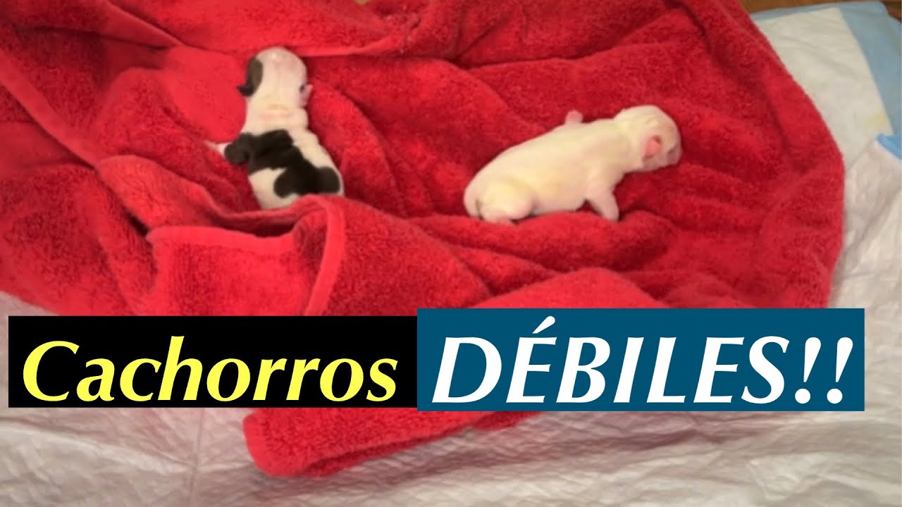 Alimentando con SONDA a cachorros BULLDOG INGLES!!