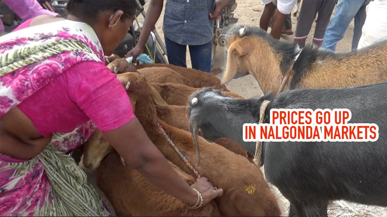 Prices go up in all over Nalgonda Markets | Kattangur Saturday Bakra Mandi, Goat&Ram Prices