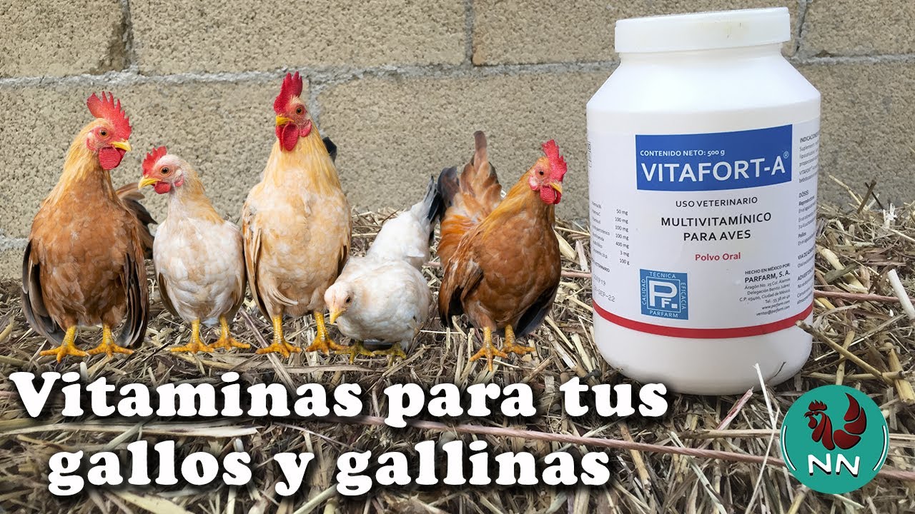 VITAFORT-A multivitamínico para tus gallos y gallinas.