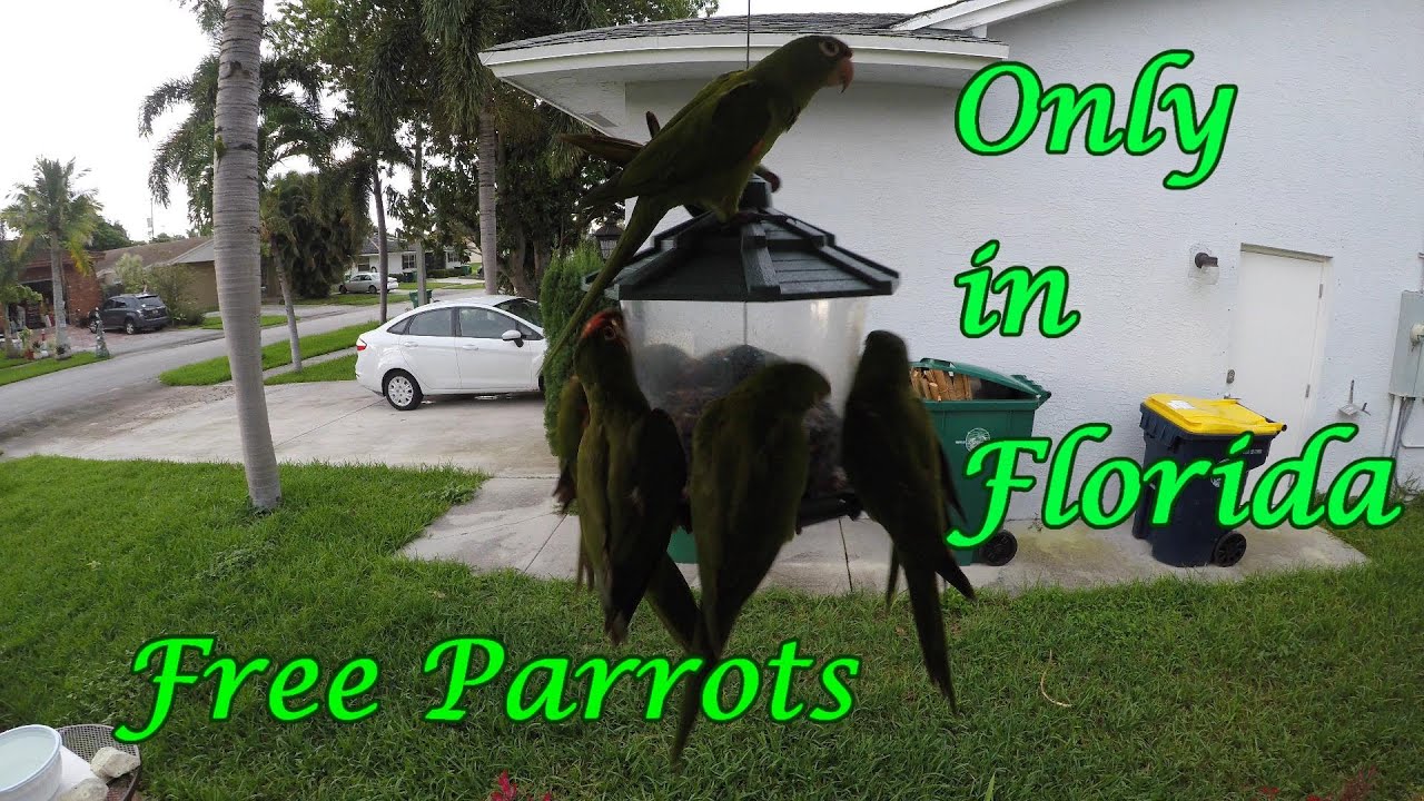 #Onlyinflorida Wild birds, Feed them and enjoy. Parrots 4K
