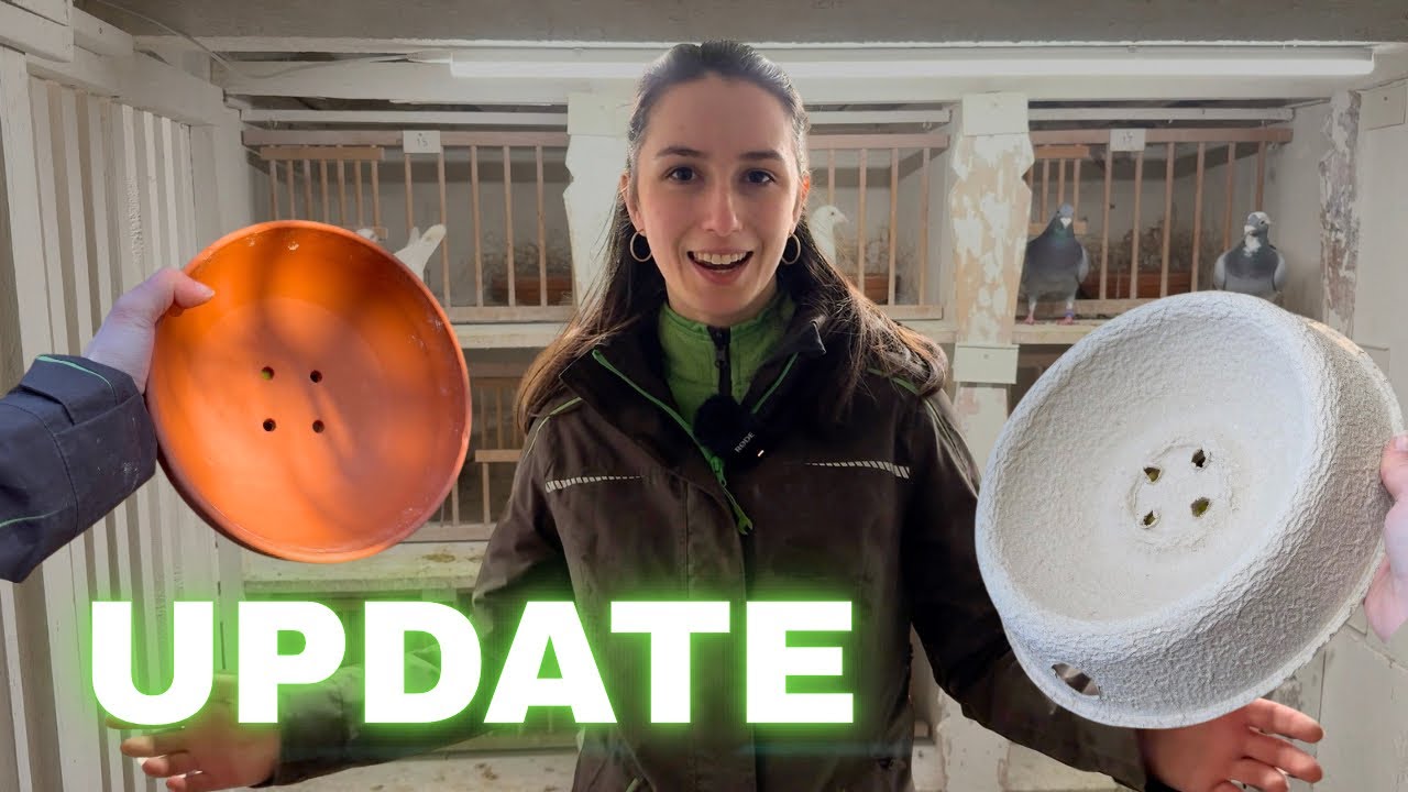 Die Wiege unserer Tauben - die Nistschale - Pigeon ABC #1 | Update wei&szlig;er Brieftauben
