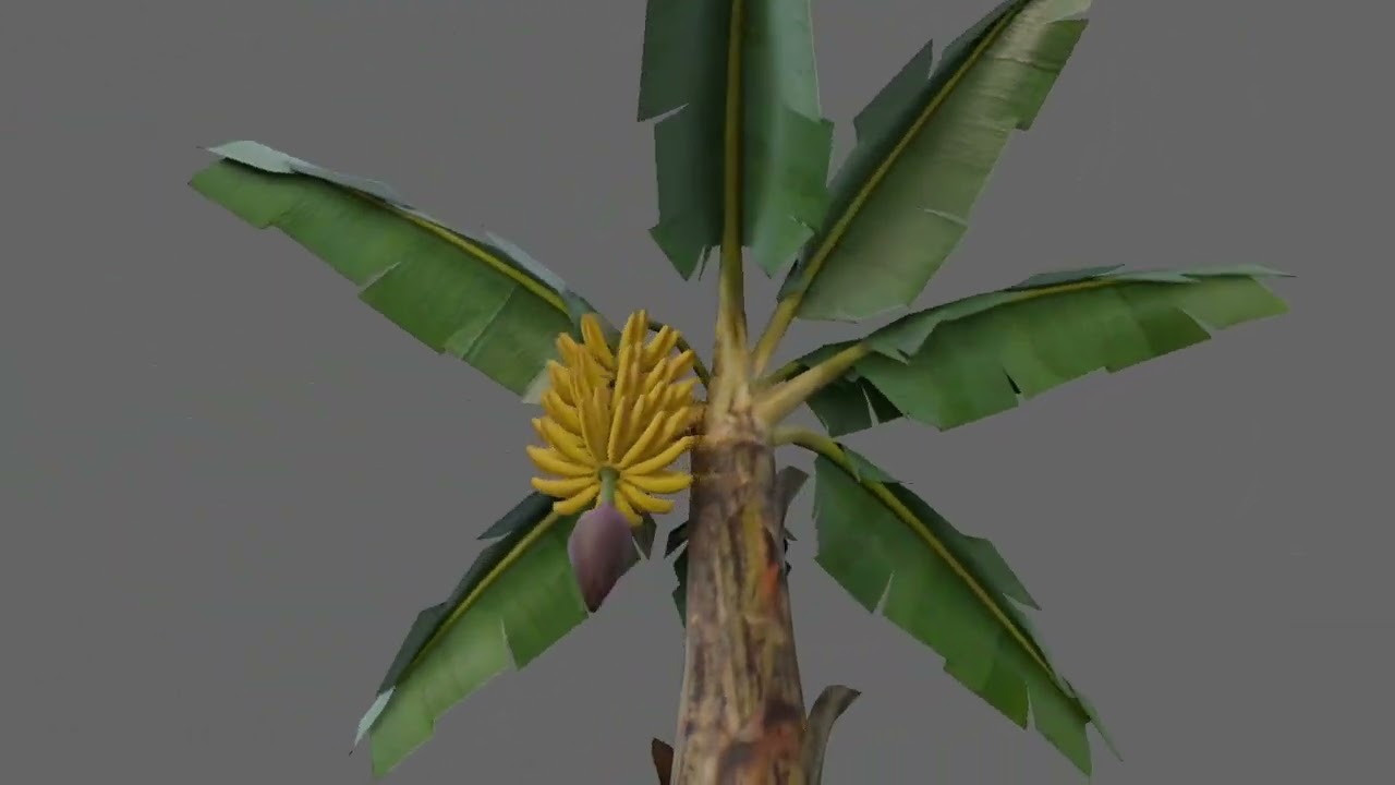 Banana Tree 3D Model - Bananeira