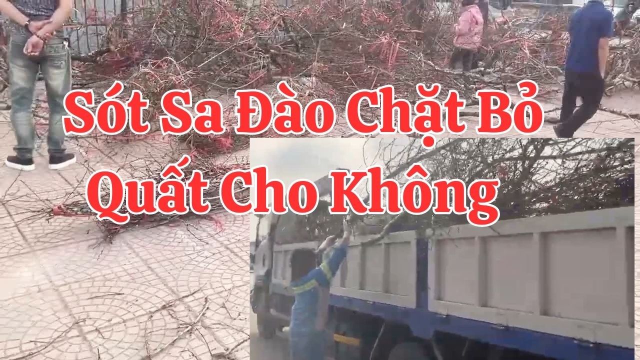 Hoa Tết Đào Chặt Bỏ Quất Biếu Không Sót Sa Bao Nhiêu Cành Đào Vứt Bỏ