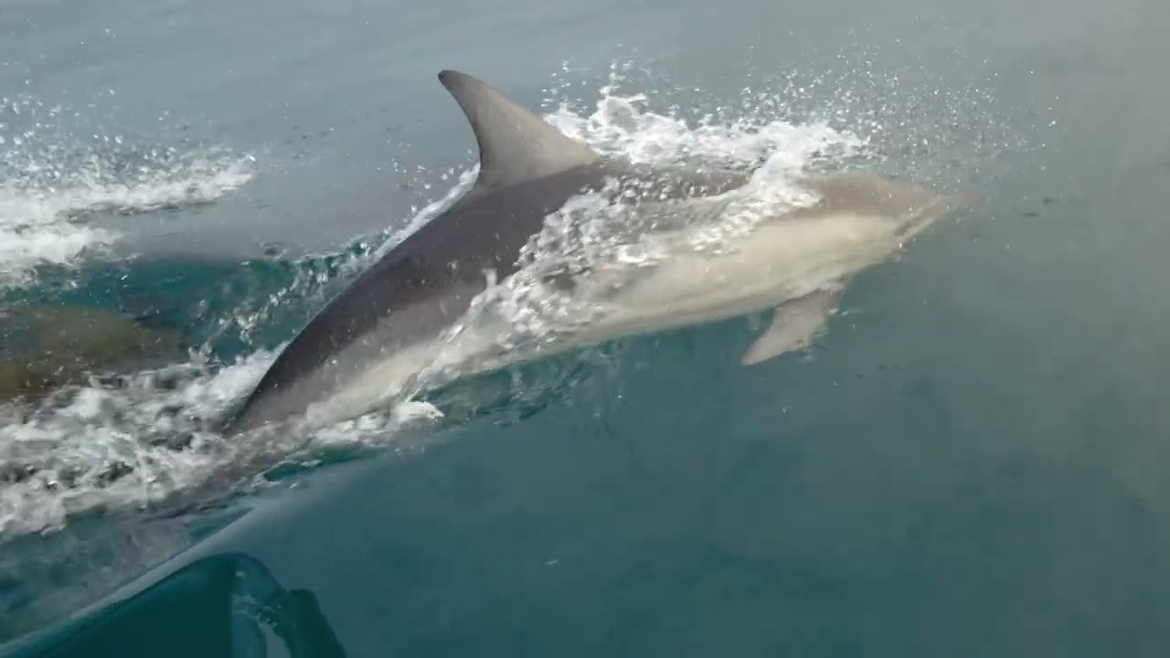 Common Dolphins footage in Falmouth bay