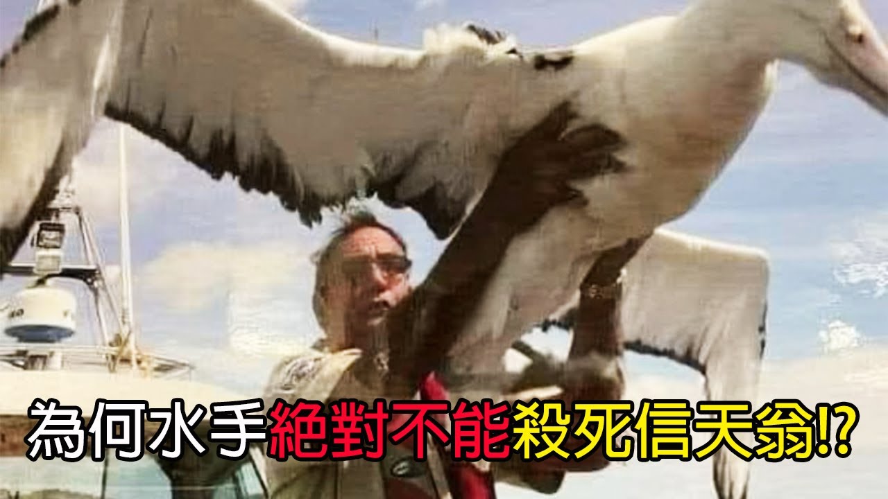 [生物放大鏡] 為何水手絕對不能殺信天翁? | 一旦下手全船覆沒 | 只認巢穴不認雛鳥的獨特生物