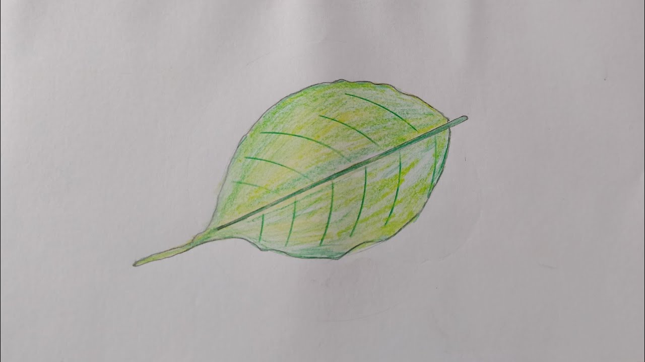 How to draw a leaf step by step drawing art video (very easy)