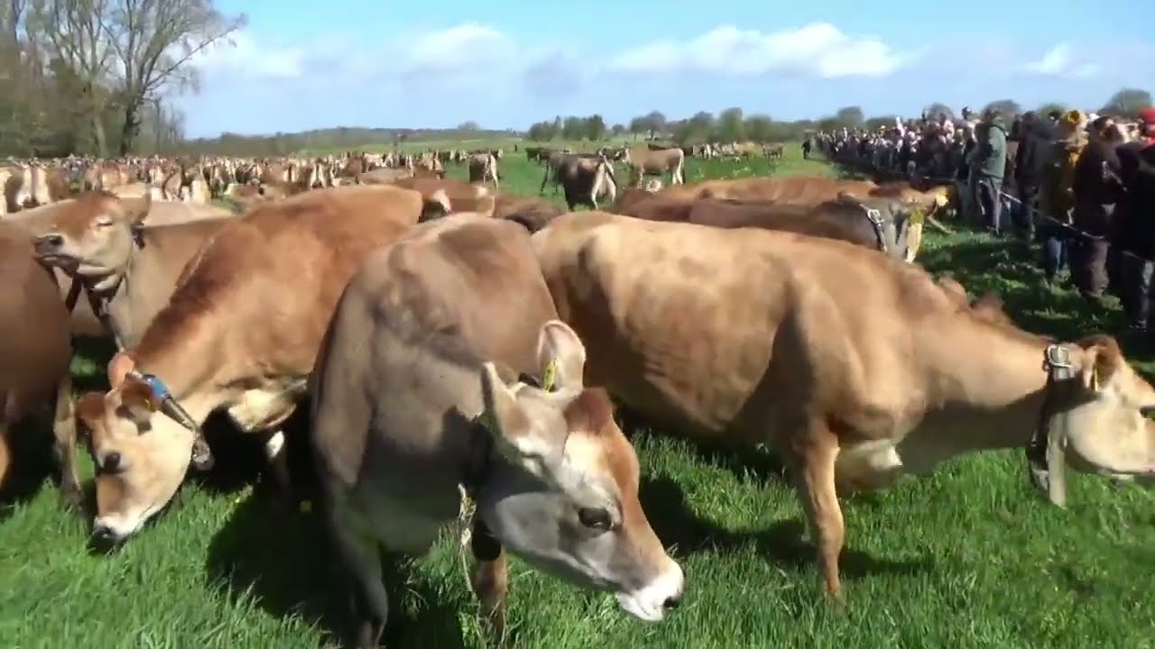 KØER PÅ GRÆS!. et besøg hos Salsbjerggård hvor vi ser køerne komme på græs. #økologi #arla #cows