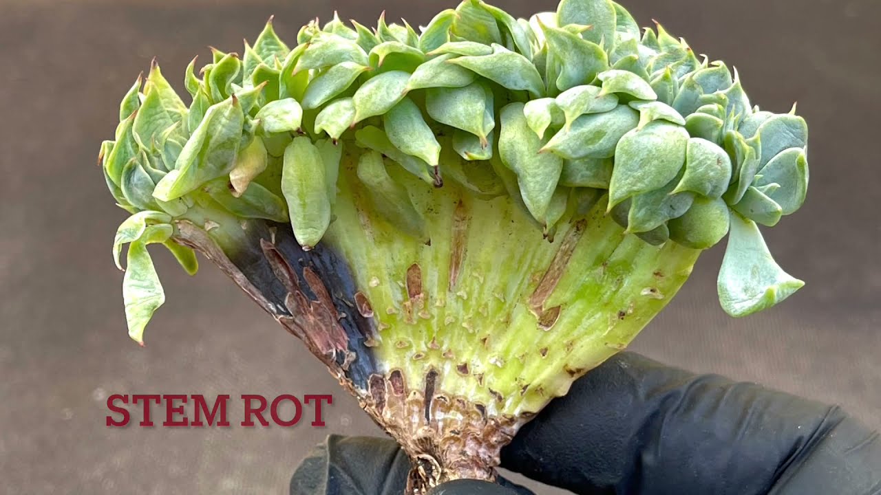 Saving A Crested Echeveria From Stem Rot