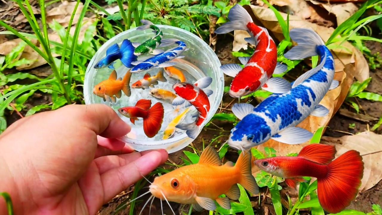 Catch beautiful aquarium fish in small pond baby turtles, eels, pencil Fish, guppies blu, molly