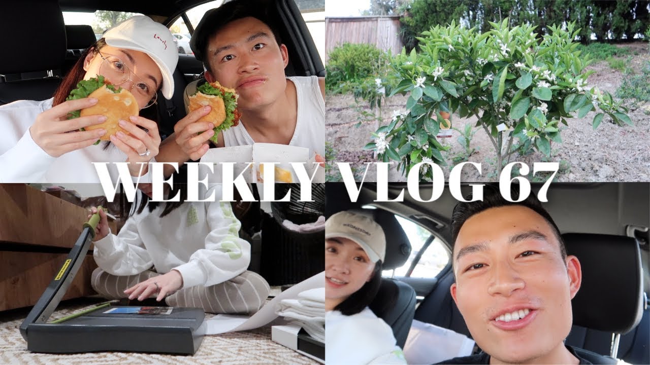 WEEKLY VLOG 67 | 剪片日常🎬涤纶修眉😠树都开花啦～
