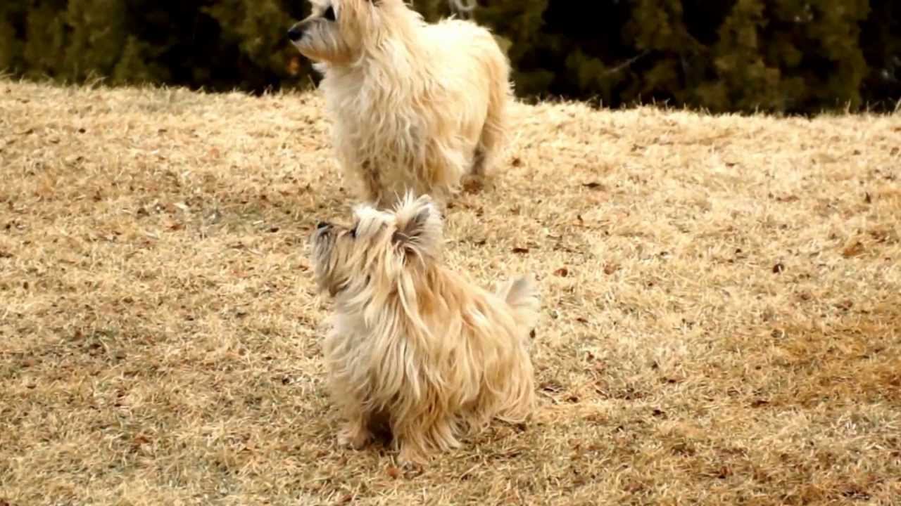 Spoiled Cairn Terriers
