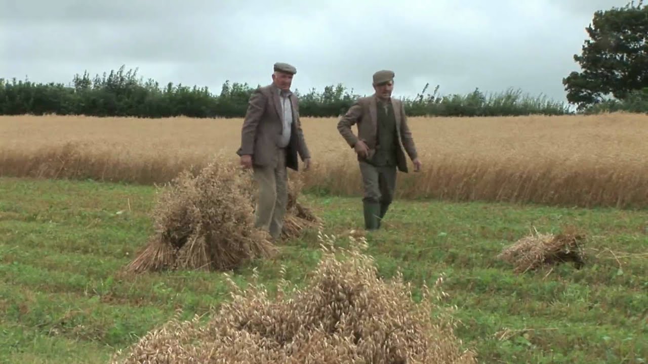 Albion binder cutting the oats This is the life