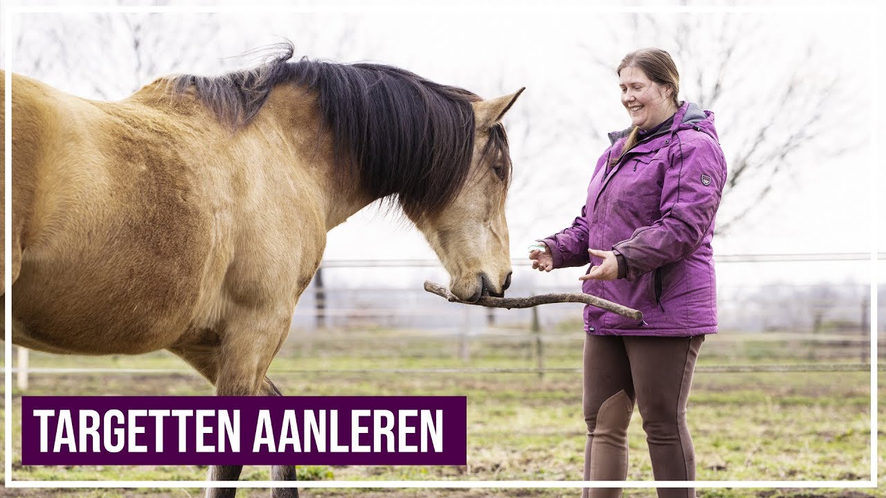 Clickertraining | Paard leren targetten