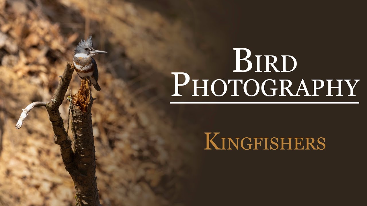 I Waited Three Hours for a Kingfisher // Bird Photography