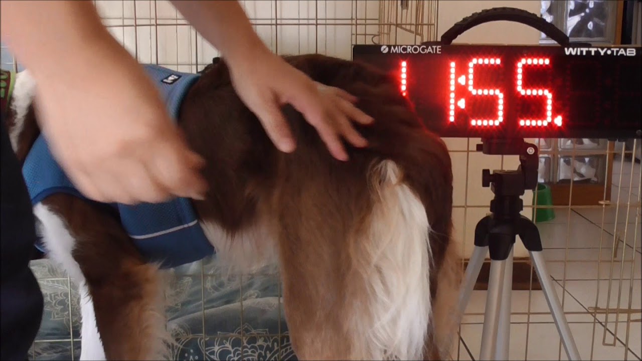 Heat stress in dogs - do cooling vests actually help?