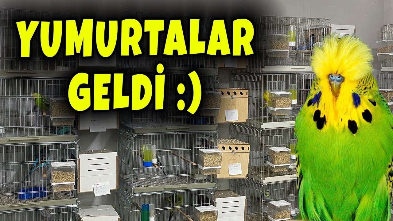 MUHABBET KUŞLARI VL. FERTİVİT İÇMEYE BAŞLADI !