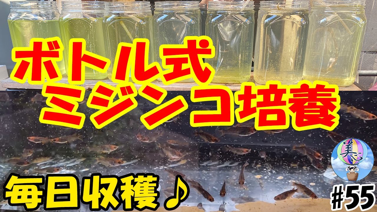 ボトル式ミジンコ培養で毎日収穫ローテーション♪【安定爆殖】＃５５ ～美心めだか～