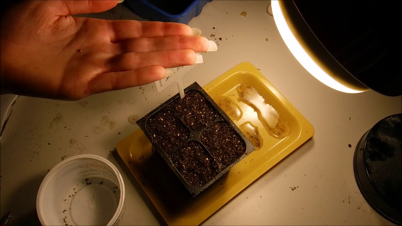 How to grow rosemary from seeds & How to germinate rosemary seeds
