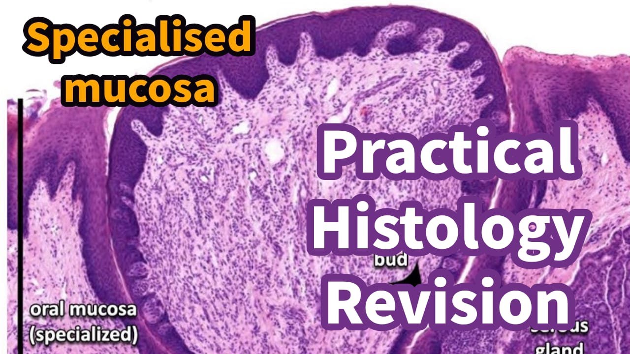 practical Oral Histology revision specialized mucosa