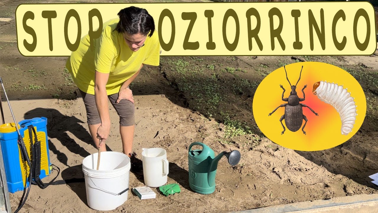 COME ELIMINARE l' OZIORRINCO