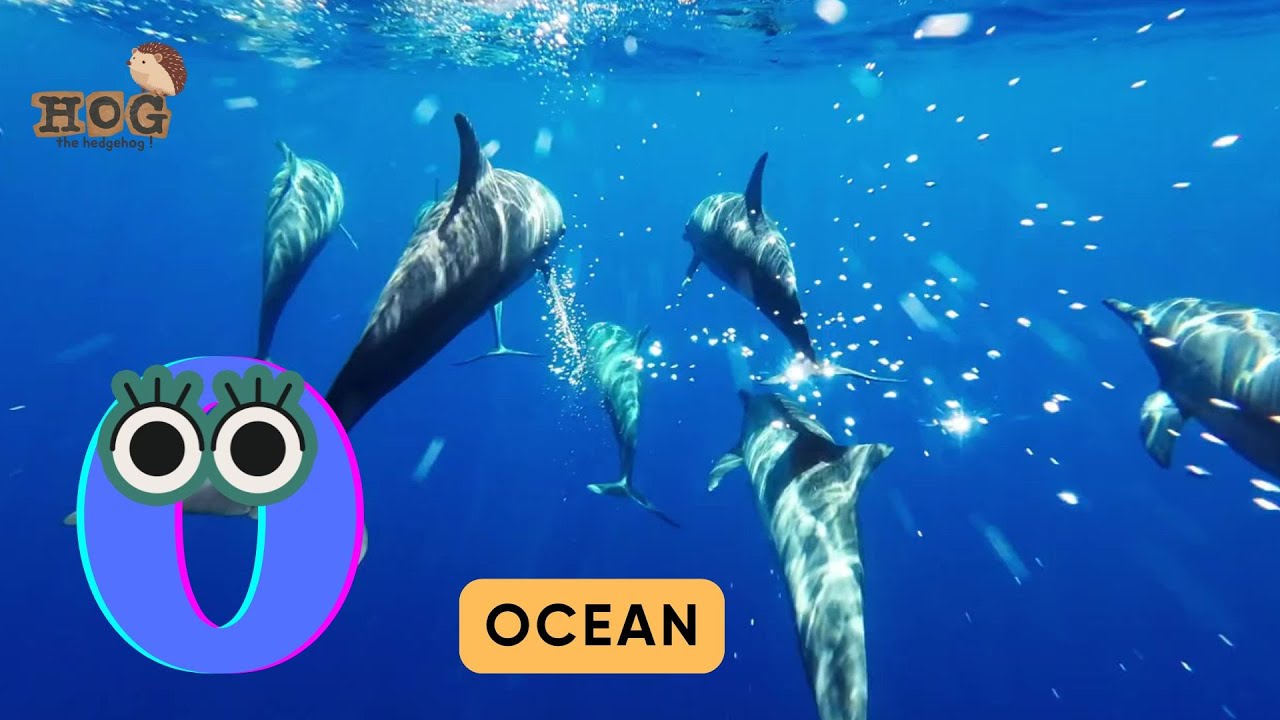 ABC Animals Habitat Song | Alphabets Kids song | Learn Alphabets, English and Animals for Kids #abcd