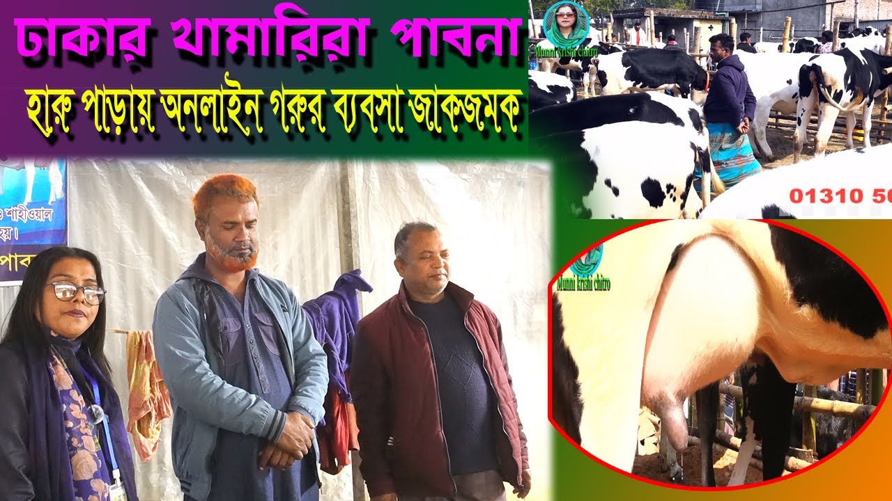 ঢাকার খামারিরা পাবনা হারুপাড়ায় অনলাইন ব্যবসা  জমজমাট  MUNNI KRISHI CHITRO