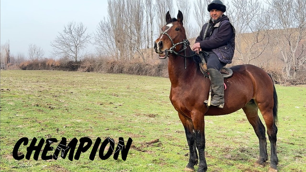 Piskentning chempion laqabli oti sotuvga chiqdi