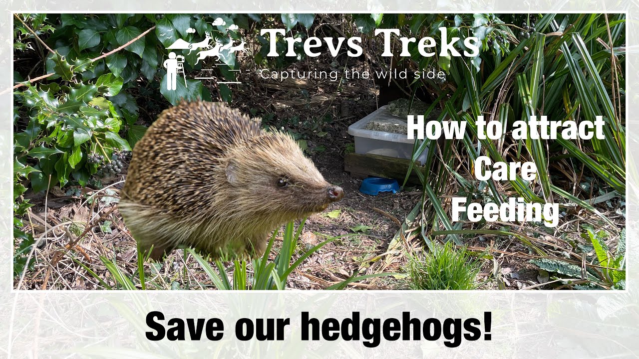 How to attract hedgehogs to your garden. UK wildlife gardening. Blink camera.
