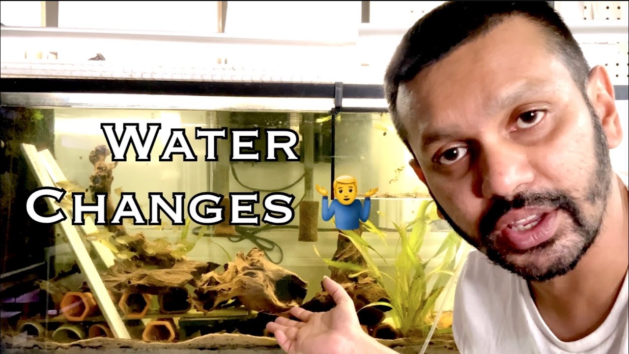 Water Changes!!! How Much and How Often should we do Water Changes in our Home Aquariums???
