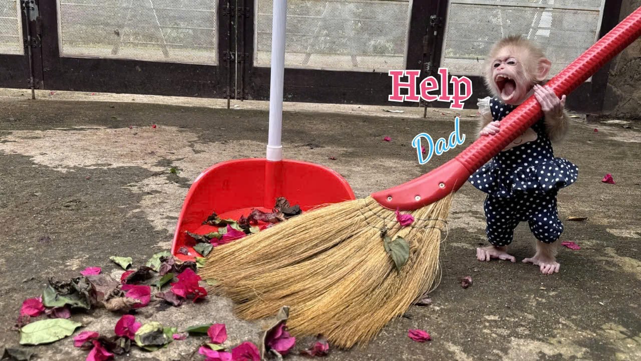 Monkey Kyo eagerly imitates dad sweeping the yard – So cute and funny!