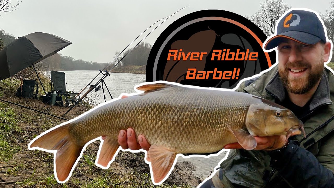 Feeder Fishing For Barbel | River Ribble
