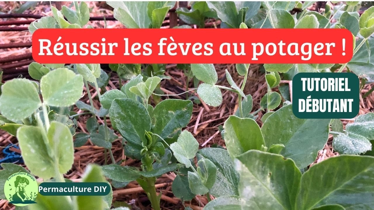 R&eacute;ussir ses semis de f&egrave;ves : le guide facile (permaculture)